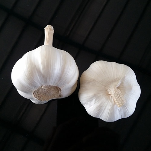 Garlic
