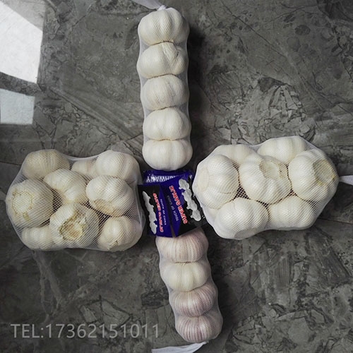 Garlic