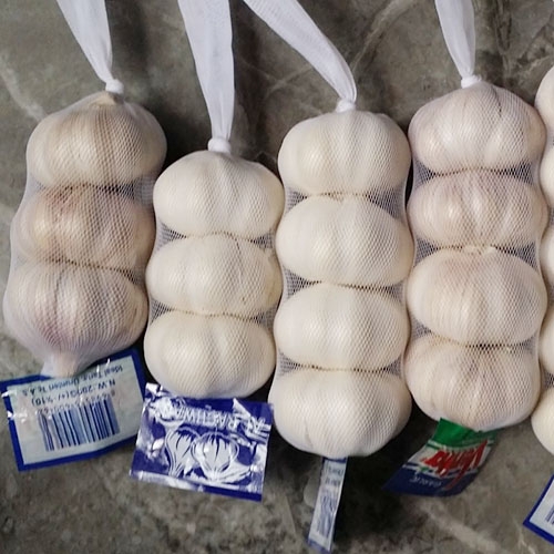 Garlic