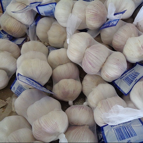 Garlic