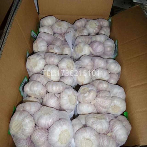 Garlic