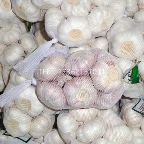 Garlic