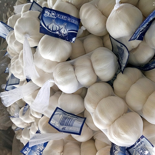 Garlic