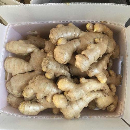 Ginger