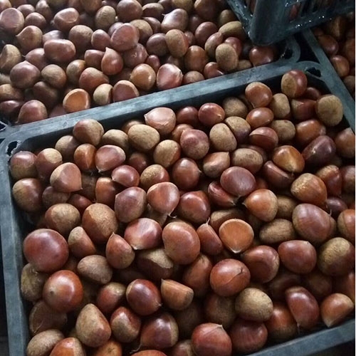 Fresh Chestnut