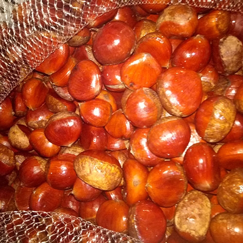 Fresh Chestnut