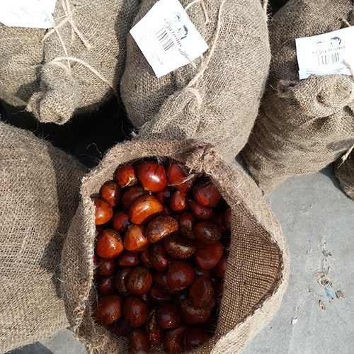 Fresh Chestnut
