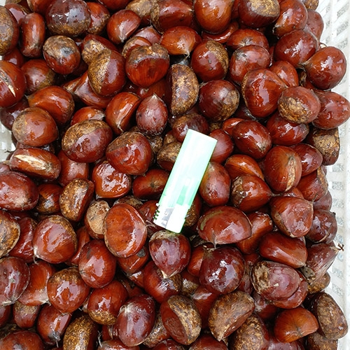 Fresh Chestnut