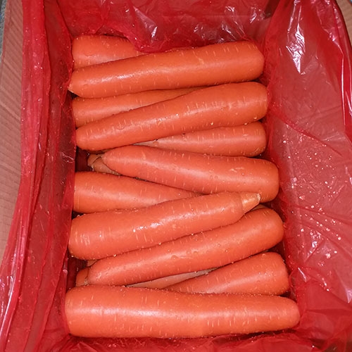 Fresh Carrot