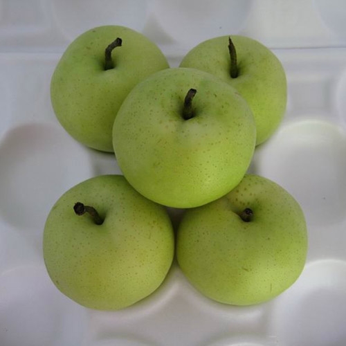 Asian Pear