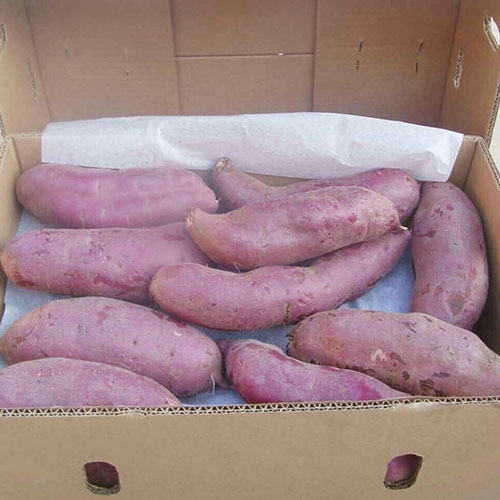 Purple Sweet Potato