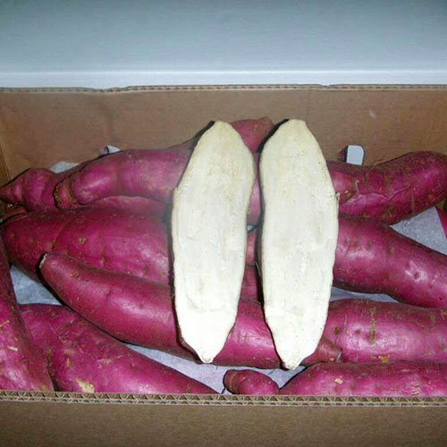 Red skin Sweet Potato