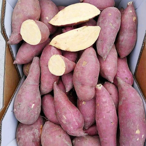 Red skin Sweet Potato