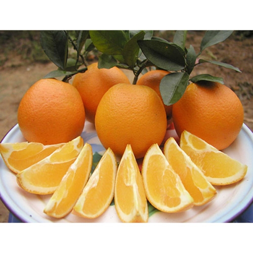 Navel Orange