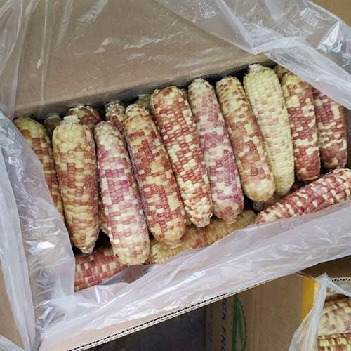 frozen boiled glutinous corn