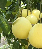 柚子种植基地