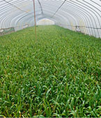 Garlic greenhouse planting