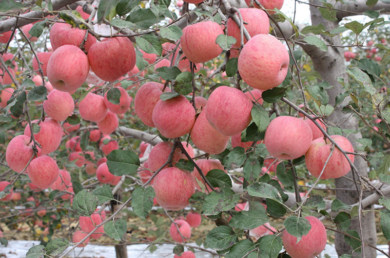 Base de cultivo de manzanas