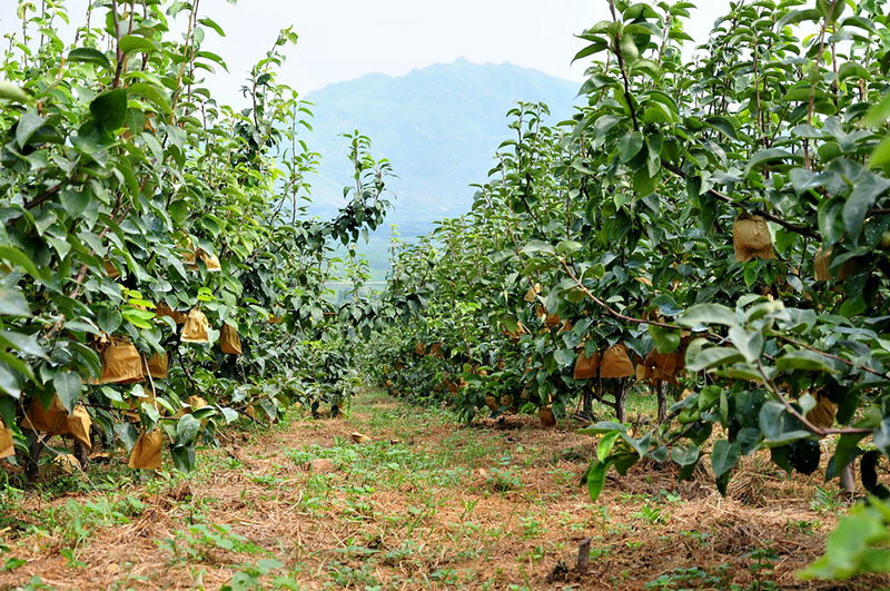 Fragrant pear planting base